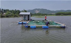 Hộ đồng bào DTTS A Lưới tìm hướng thoát nghèo từ nuôi cá lồng trên sông giáp biên