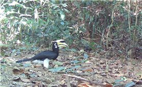 Phát hiện thêm 2 loài động vật quý hiếm ở Vườn quốc gia Chư Mom Ray