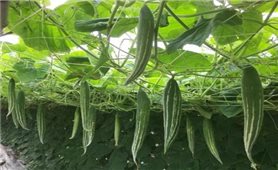 Quy trình trồng cây lặc lè đạt năng suất cao