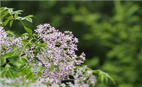 Sắc tím tháng Giêng và một miền thương nhớ