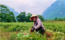 Xã biên giới Trường Sơn xuất khẩu lạc rang sang Úc