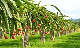 EU có thể tăng cường kiểm soát chanh leo, thanh long Việt Nam