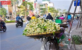 Hoa bưởi tháng Ba – hương thầm của những lời hẹn chưa kịp nói