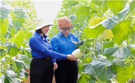 Trái ngọt từ sức trẻ thanh niên dân tộc thiểu số