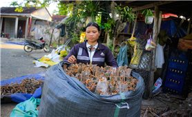 Quế rớt giá, đồng bào Co kém vui trong mùa thu hoạch chính