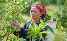 Giúp cây chè đứng vững trong vùng đồng bào Tà Ôi