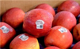 Mã vạch trái cây: Hiểu đúng để tiêu dùng thông minh