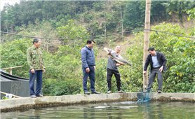 Người dân Cao Bồ kiếm tiền tỷ nhờ nuôi cá nước lạnh