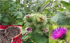 Cây Ngưu bàng chữa được một số bệnh hiệu quả