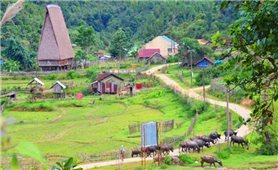 Mùa đẹp nhất ở đại ngàn Măng Đen