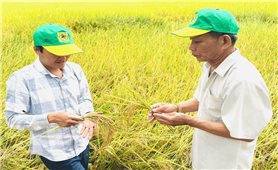 Nâng cao giá trị hạt gạo từ những cánh đồng “thuận thiên”