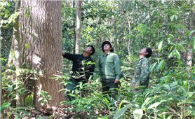 “Tai mắt” của lực lượng bảo vệ rừng