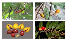 Cây máu chó - Dược liệu dân gian chữa bệnh ngoài da hiệu quả