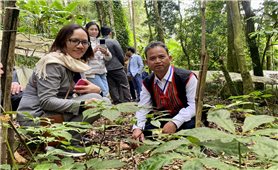 Đến năm 2035, tỉnh Quảng Ngãi trở thành vùng trồng dược liệu trọng điểm Quốc gia