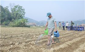 Xen canh rau màu trên đất lúa một vụ, nông dân Điên Biên phấn khởi vì có thêm thu nhập
