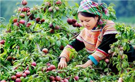 Vùng trồng mận lớn nhất cả nước thu về gần 630 tỷ đồng trong quý I năm nay