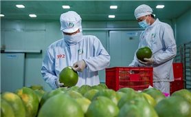 Tin vui cho nông dân Việt Nam khi Trung Quốc chính thức mở cửa xuất khẩu bưởi và chanh