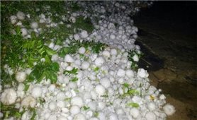 Mưa đá ở Bắc Hà, làm 4 người bị thương, thiệt hại nhiều ha hoa màu của người dân