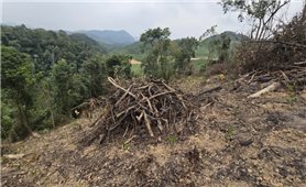 Xử phạt gần 150 triệu đồng vụ phá rừng phòng hộ ở Thanh Hóa
