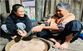 Đồng bào Chăm, Ba Na giữ sinh kế cha ông để lại từ “hạt ngọc trời”