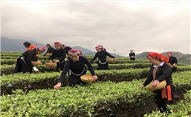 Đến cuối năm 2025, tỷ lệ hộ nghèo của tỉnh Lào Cai giảm còn 5,5%