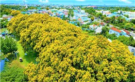 Say đắm sắc hoa sưa trên phố phường Đà Nẵng