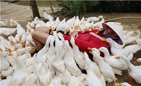 Khi du khách quốc tế trả tiền để được làm nông dân ở Việt Nam