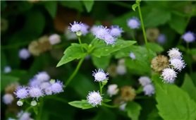 Cây cỏ lào có thể chữa được các bệnh liên quan đến lở loét, bong gân, nấm...