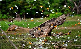 Triệu cánh bướm phủ kín Vườn quốc gia Cúc Phương, du khách chen chân săn ảnh
