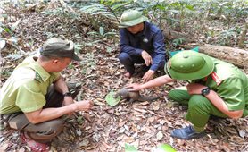 Gia Lai: 8 cá thể động vật quý hiếm được cứu chữa, thả về rừng tự nhiên