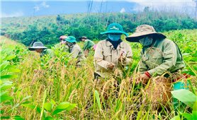 Chuyển đổi sản xuất nông nghiệp ở vùng đồng bào DTTS và miền núi: Hướng tới bảo đảm dinh dưỡng hợp lý để phát triển bền vững