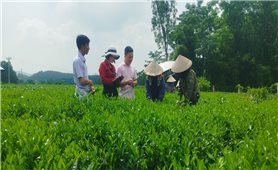 Thái Nguyên: Tập trung xây dựng hiệu quả các mô hình khuyến nông