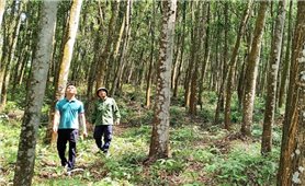 Bắc Giang: Thêm hơn 3,8 nghìn ha rừng được cấp chứng chỉ FSC