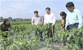 Thúc đẩy phát triển sản xuất nông nghiệp liên kết theo chuỗi giá trị ở Chiêm Hóa
