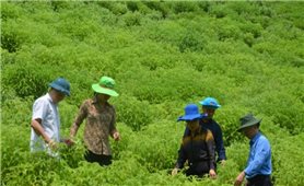 Sơn Dương (Tuyên Quang): Đào tạo nghề gắn với chuyển giao KH-KT trong sản xuất nông nghiệp để giảm nghèo bền vững