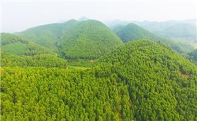 Phát triển kinh tế từ rừng - Giải pháp thoát nghèo hiệu quả ở Sơn Dương