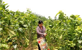 Sơn Dương (Tuyên Quang): Tái cơ cấu cây trồng để giảm nghèo hiệu quả