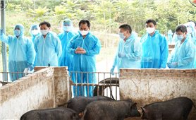 Bổ sung chè vào thức ăn chăn nuôi - Hướng đi mới đem lại hiệu quả tại Thái Nguyên