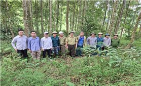 Chiêm Hóa (Tuyên Quang): Chú trọng phát triển cây lâm nghiệp gắn với bảo vệ rừng bền vững