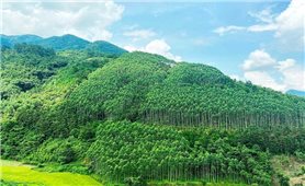 Quảng Bình đã chi trả gần 72 tỷ đồng từ trao đổi, chuyển nhượng tín chỉ carbon rừng