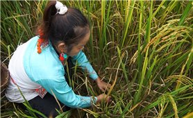 Nghi lễ “Gọi hồn lúa” - nét đẹp văn hóa tâm linh của người Mảng ở Nậm Nhùn (Lai Châu)