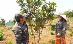 Lâm Đồng: Triển khai hiệu quả Chương trình phát triển kinh tế - xã hội vùng đồng bào dân tộc thiểu số và miền núi
