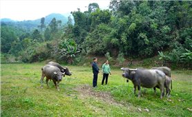Tuyên Quang: Tín dụng chính sách thúc đẩy phát triển kinh tế - xã hội