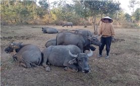 Giữ mạch nguồn tín dụng chính sách phủ kín vùng đất khó