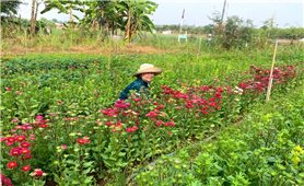 Tín dụng chính sách thắp sắc Xuân nơi làng hoa Chơ Ro