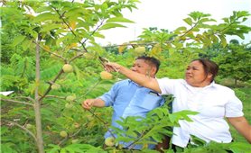 Sức sống mới trên bản người Mông ở Trung Sơn