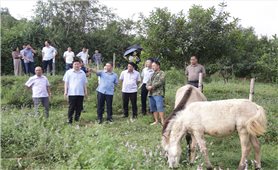 cLạng Sơn: Tỷ lệ hộ nghèo giảm mạnh nhờ đầu tư hạ tầng và hỗ trợ sinh kế