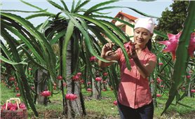 Phú Thọ chương trình OCOP nâng tầm giá trị nông sản địa phương