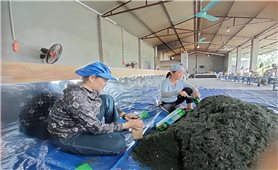 Niềm tin từ vùng chè xanh