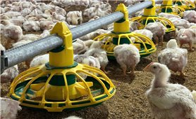 Khát vọng làm nông nghiệp xanh trên đất Thái Nguyên